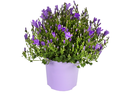Campanula Addenda Ambella Purple: paarse magneet