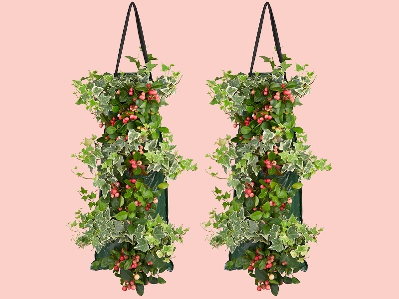 Gaultheria & Hedera: een droomduo in een wandhanger
