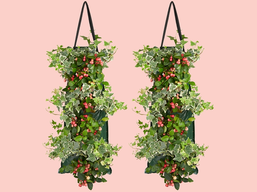 Gaultheria & Hedera: een droomduo in een wandhanger