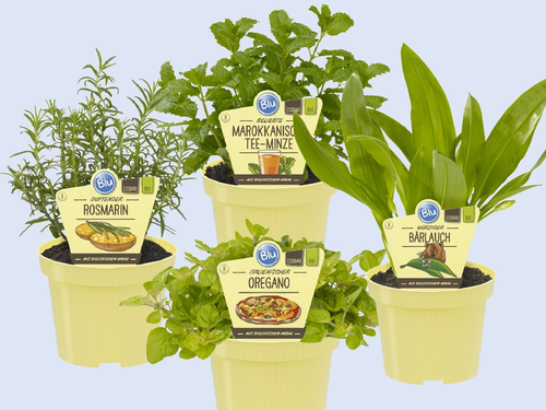 Kruiden met karakter voor keuken en tuin