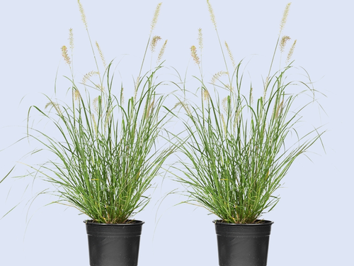 Lampenpoetsersgras, natuurlijk siergras