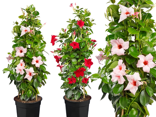 Mandeville – de zomer zélf in een plant!