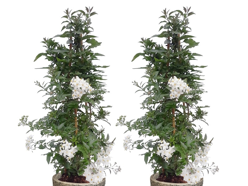 SOLANUM JASMINOIDES – BLOEMENSLINGERS IN VOLLE VAART