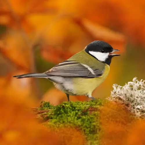 Tel mee met de Tuinvogeltelling 2026