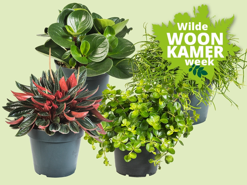 Vetplantjes, vier keer groen met een eigen vibe