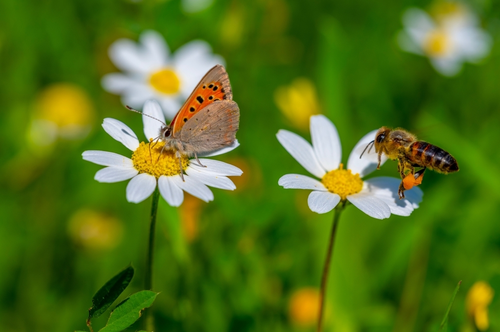 Welke planten ondersteunen de biodiversiteit in de tuin?