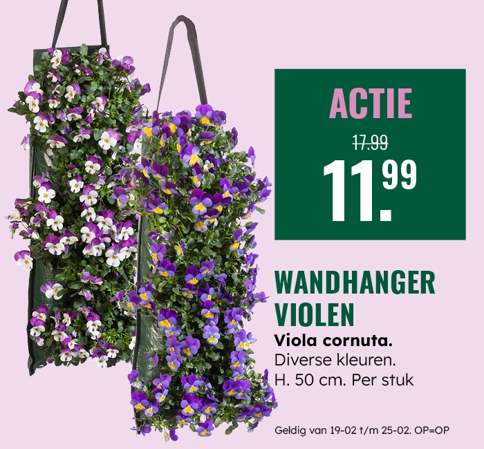 Weekaanbieding: Wanhanger violen