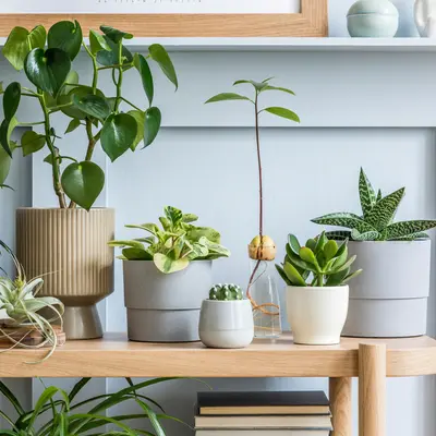 Binnenpotten van GroenRijk Bergambacht