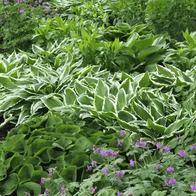 Bodembedekkers | Tuincentrum GroenRijk Bergambacht