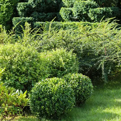 Bomen, heesters en coniferen | GroenRijk Bergambacht