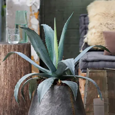 Cactussen en vetplanten kopen