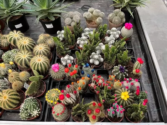 Cactussen en vetplanten