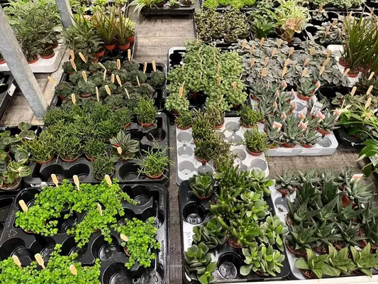 Cactussen en vetplanten