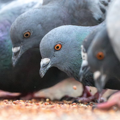 Duivenvoer kopen in Bergambacht