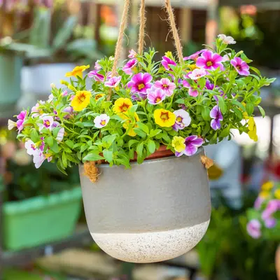 Eénjarige tuinplanten | GroenRijk Bergambacht