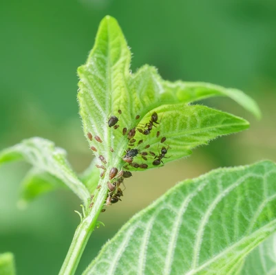 Insecten en slakken bestrijden | Tuincentrum Bergambacht