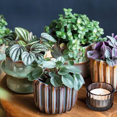 Kamerplanten kopen in de buurt van Gouda