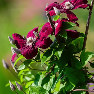 Klimplanten koopt u bij tuincentrum GroenRijk Bergambacht