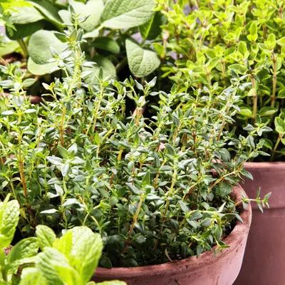 Kruiden | GroenRijk Bergambacht