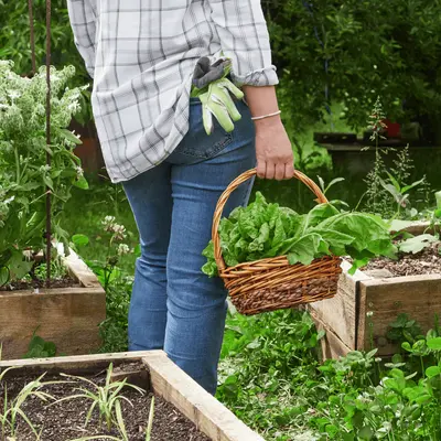 Moestuin benodigdheden en zaden kopen | GroenRijk Bergambacht