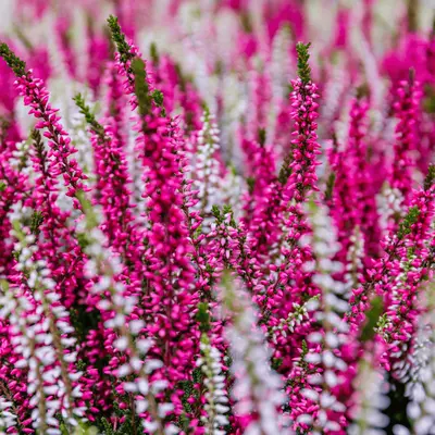 Najaarsplanten en winterbloeiers | GroenRijk Bergambacht