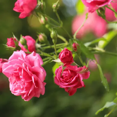 Rozen in de tuin - GroenRijk Bergambacht