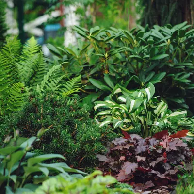 Schaduwplanten | GroenRijk Bergambacht