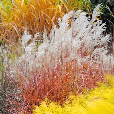 Siergrassen | GroenRijk Bergambacht