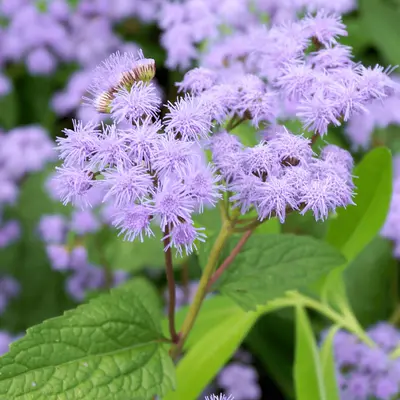 Vaste tuinplanten | GroenRijk Bergambacht