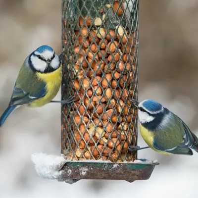 Vogels in de tuin | GroenRijk Bergambacht