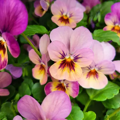 Voorjaarsbloeiers kopen | GroenRijk Bergambacht