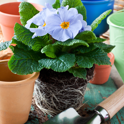 Voorjaarsbloeiers kopen | GroenRijk Bergambacht